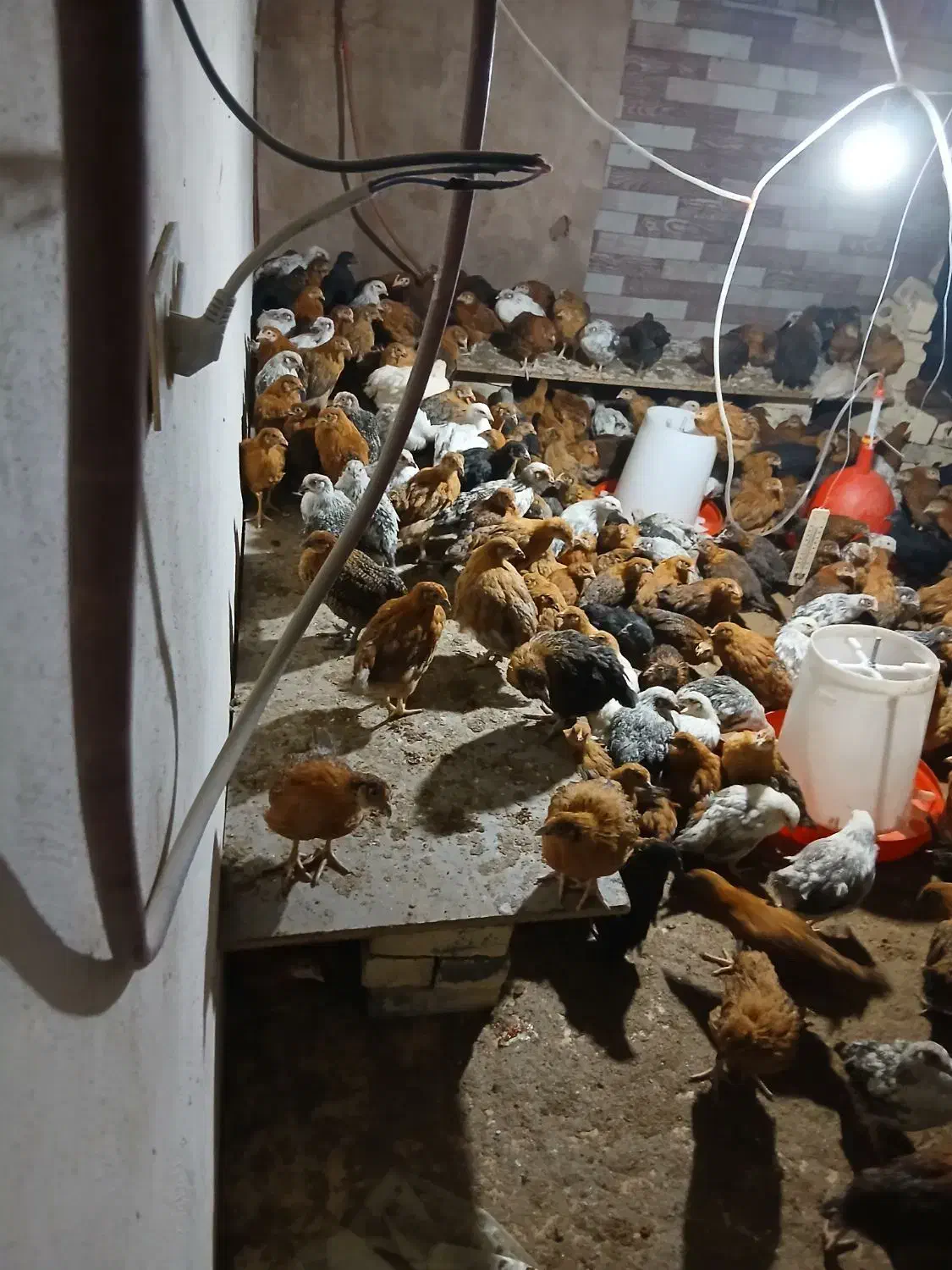 جوجه مرغ وخروس  ۲ماهه نژاد گلپایگان|حیوانات مزرعه|مشهد, سیس‌آباد|دیوار