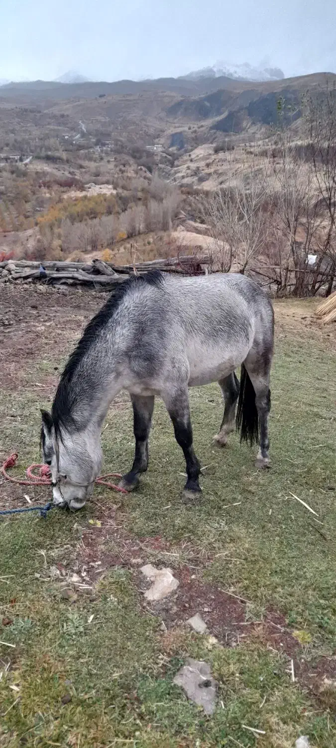 کره اسب نر|اسب و تجهیزات اسبسواری|سیلوانه, |دیوار