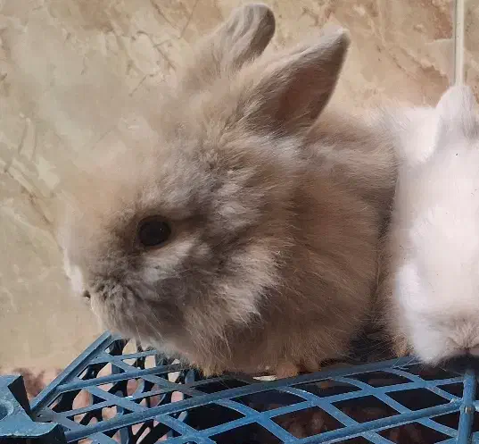 بچه خرگوش لوپ نسکافه‌ای|موش و خرگوش|کرمان, |دیوار