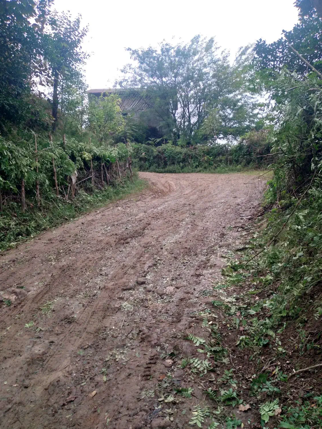 باغ مرکبات و چای ، واجارگاه ، گیل ملک|فروش زمین و ملک کلنگی|واجارگاه, |دیوار