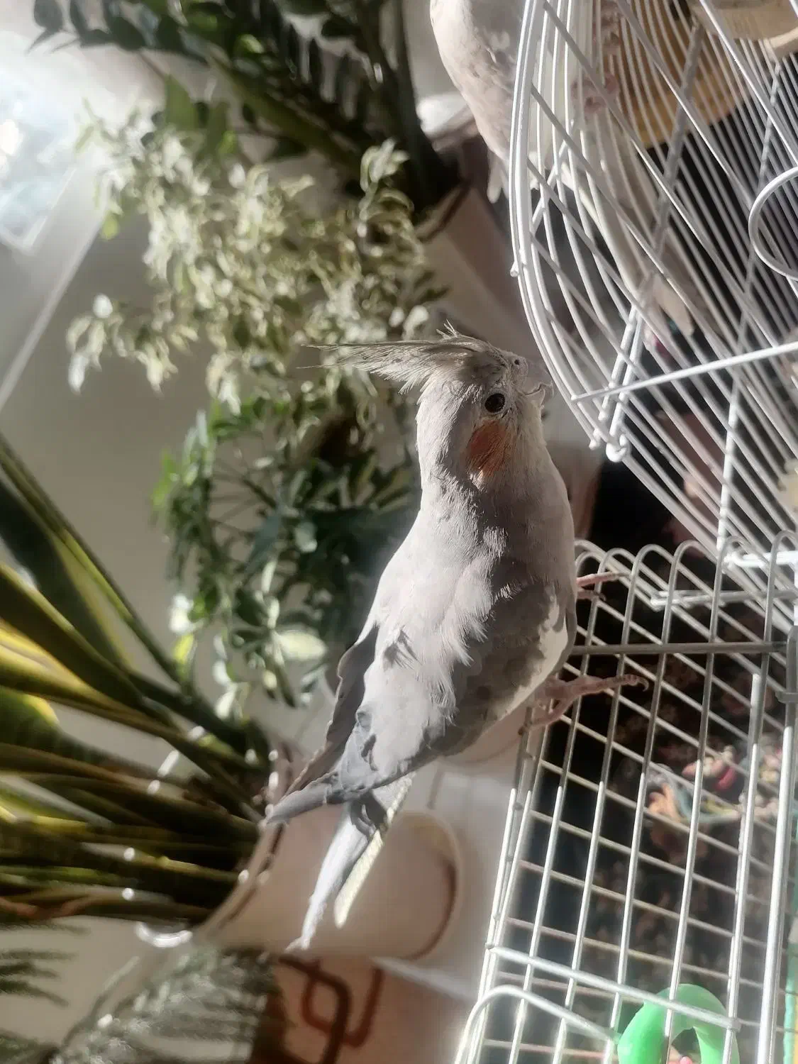 عروس هلندی ماده بسیار زیبا و سرحال آماده جفت|پرنده|صحنه, |دیوار