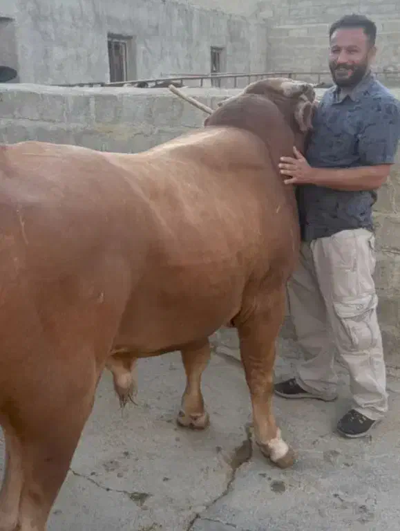 چهار راس گوساله نر سیمینتال جنس وزن 380تا 400|حیوانات مزرعه|حمیل, |دیوار