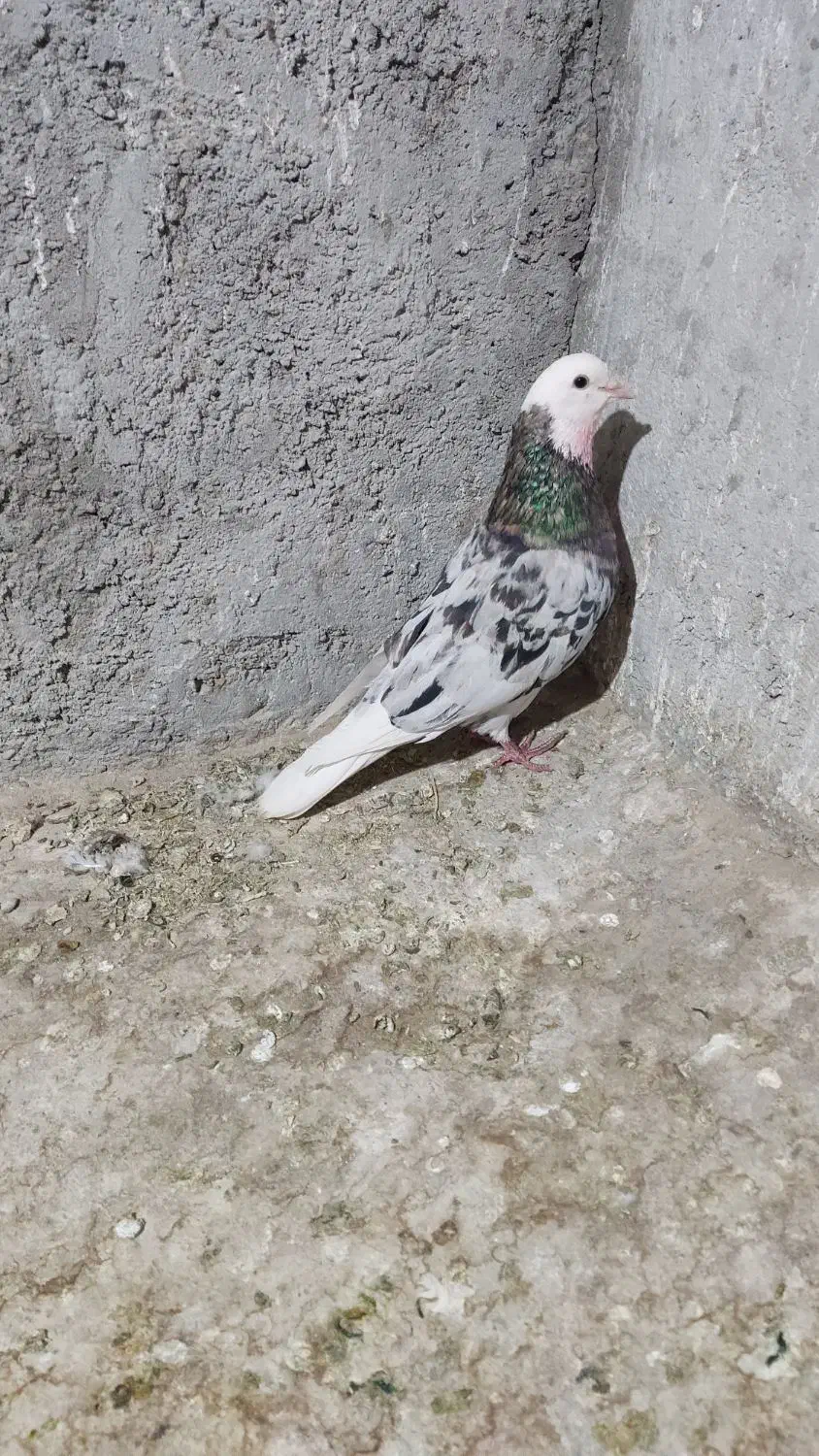 شازده سرور|پرنده|یزد, |دیوار