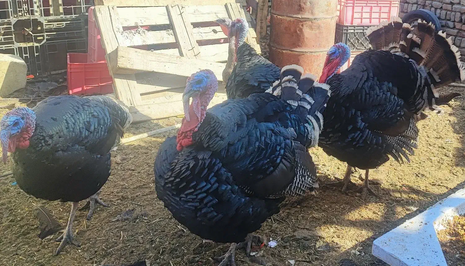 فروش بوقلمون (رسمی،نر)|حیوانات مزرعه|احمدآبادمستوفی, |دیوار