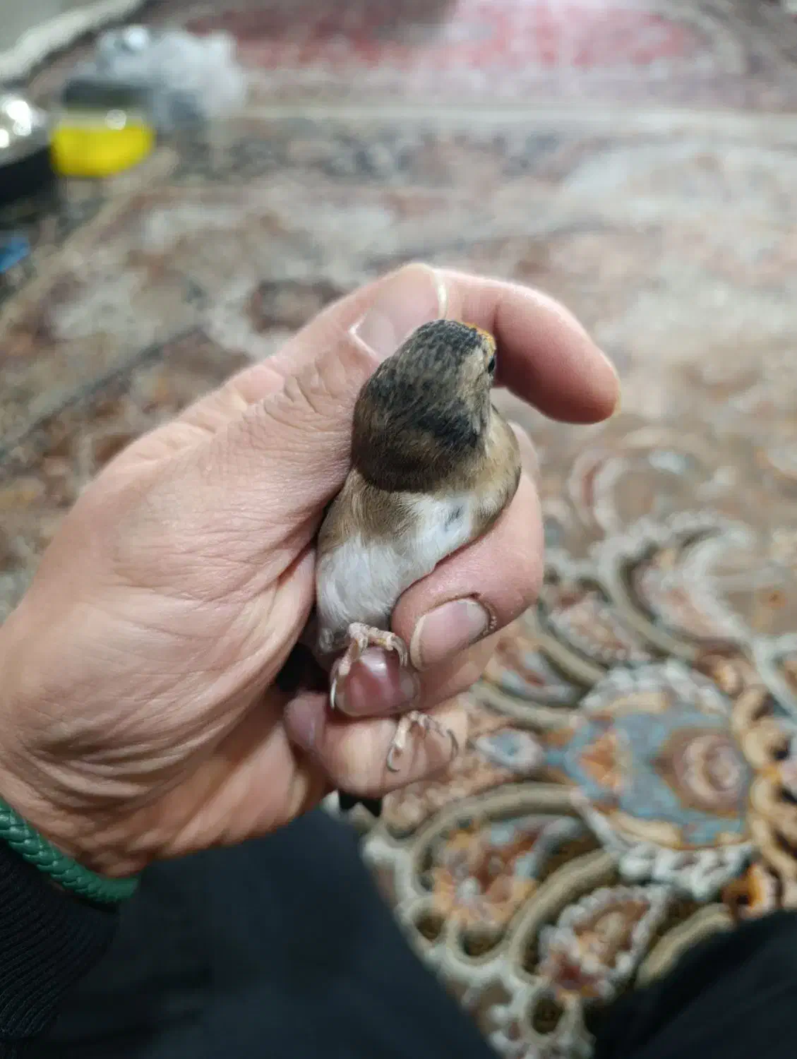 سهره|پرنده|ری, علایین|دیوار