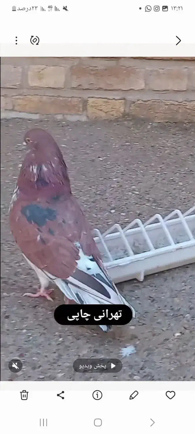 کبوتر قرمز چاپی|پرنده|تهران, فلسطین (میدان انقلاب)|دیوار