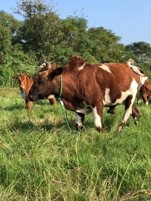 ورزا کوله تن دار|حیوانات مزرعه|رشت, شهرک صبا|دیوار