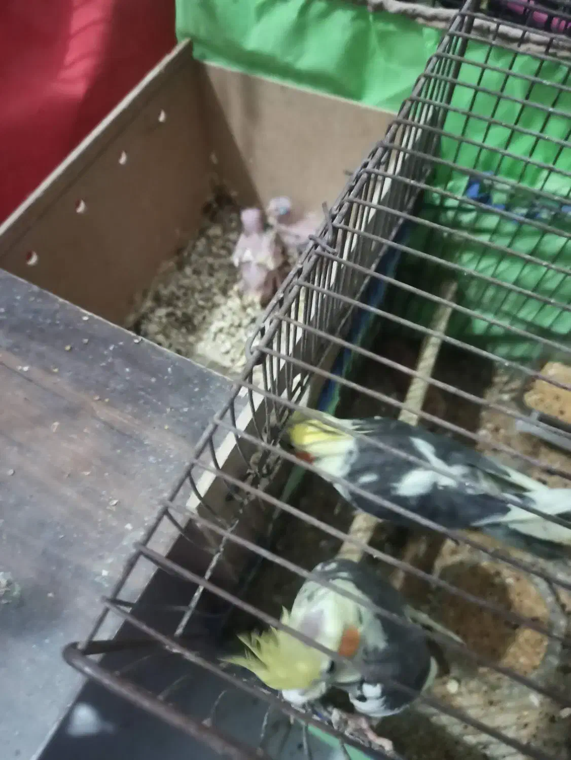 جفت عروس پاریس با جوجه|پرنده|سوسنگرد, |دیوار