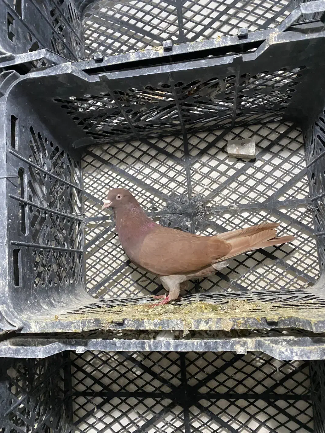 کفتر طهرونی یجایی|پرنده|ماهدشت, |دیوار