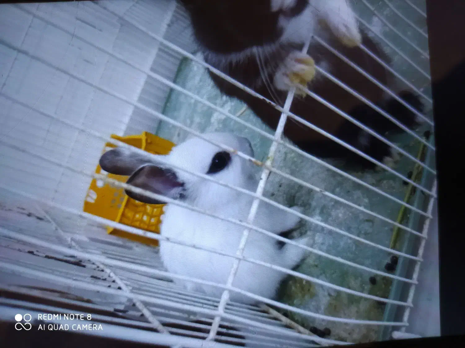 خرگوش یکماهه بسیار زیبا|موش و خرگوش|قزوین, |دیوار