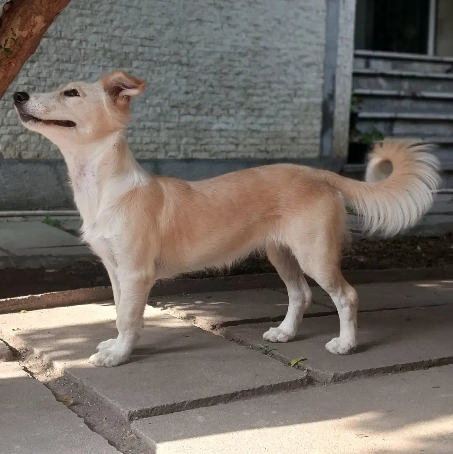 واگذاری رایگان سگ|سگ|ساری, |دیوار