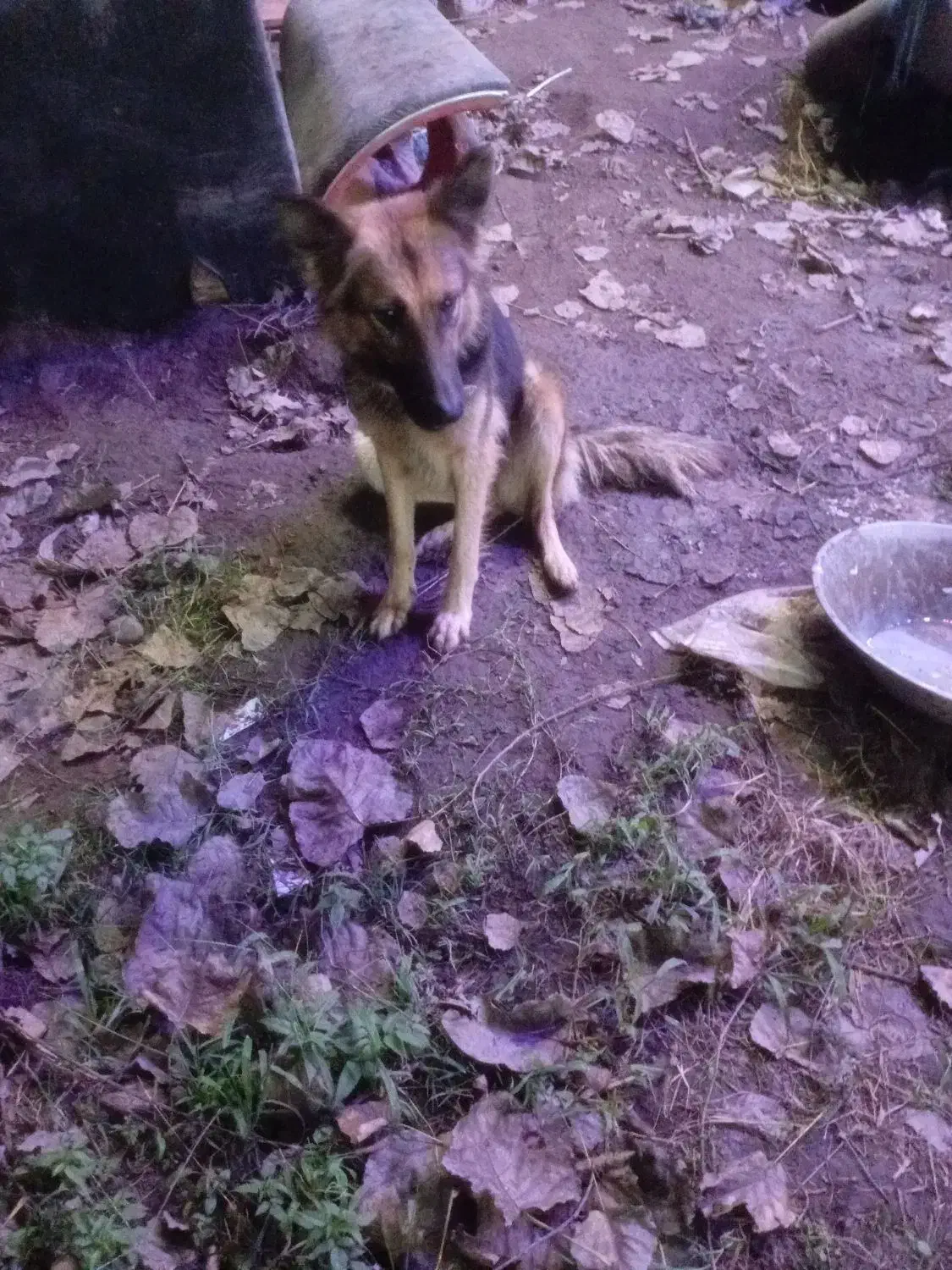 واگذاری|سگ|آستانه اشرفیه, |دیوار