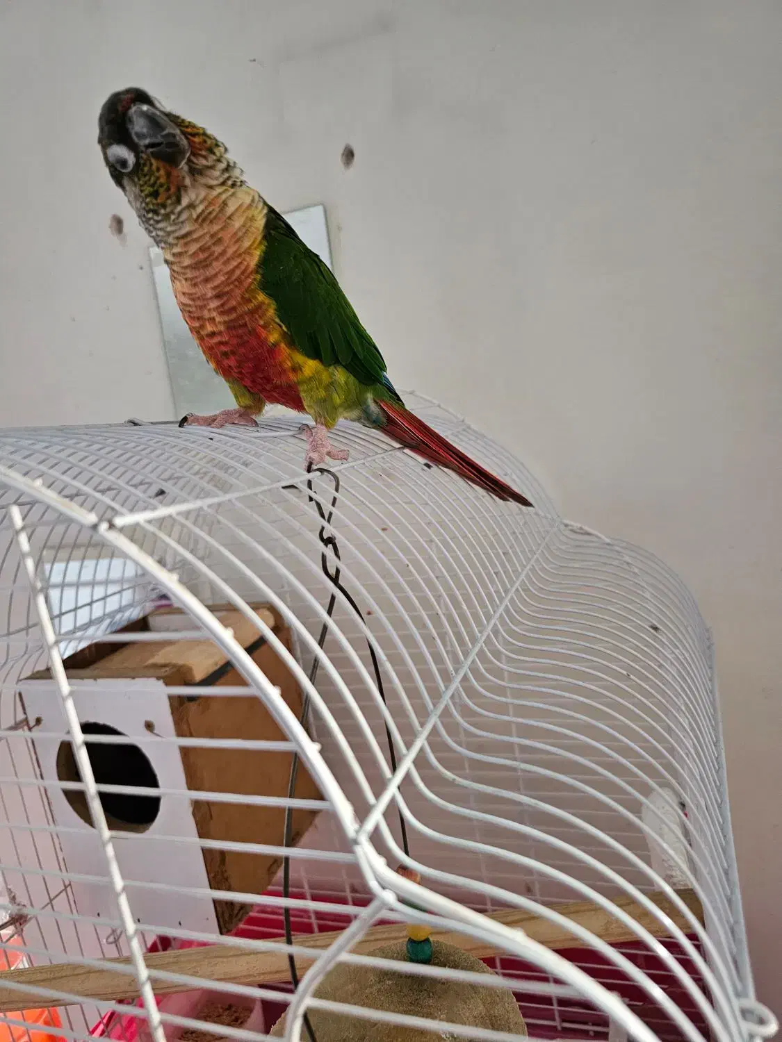 طوطی گرینچیک سبز|پرنده|اصفهان, باغ دریاچه|دیوار