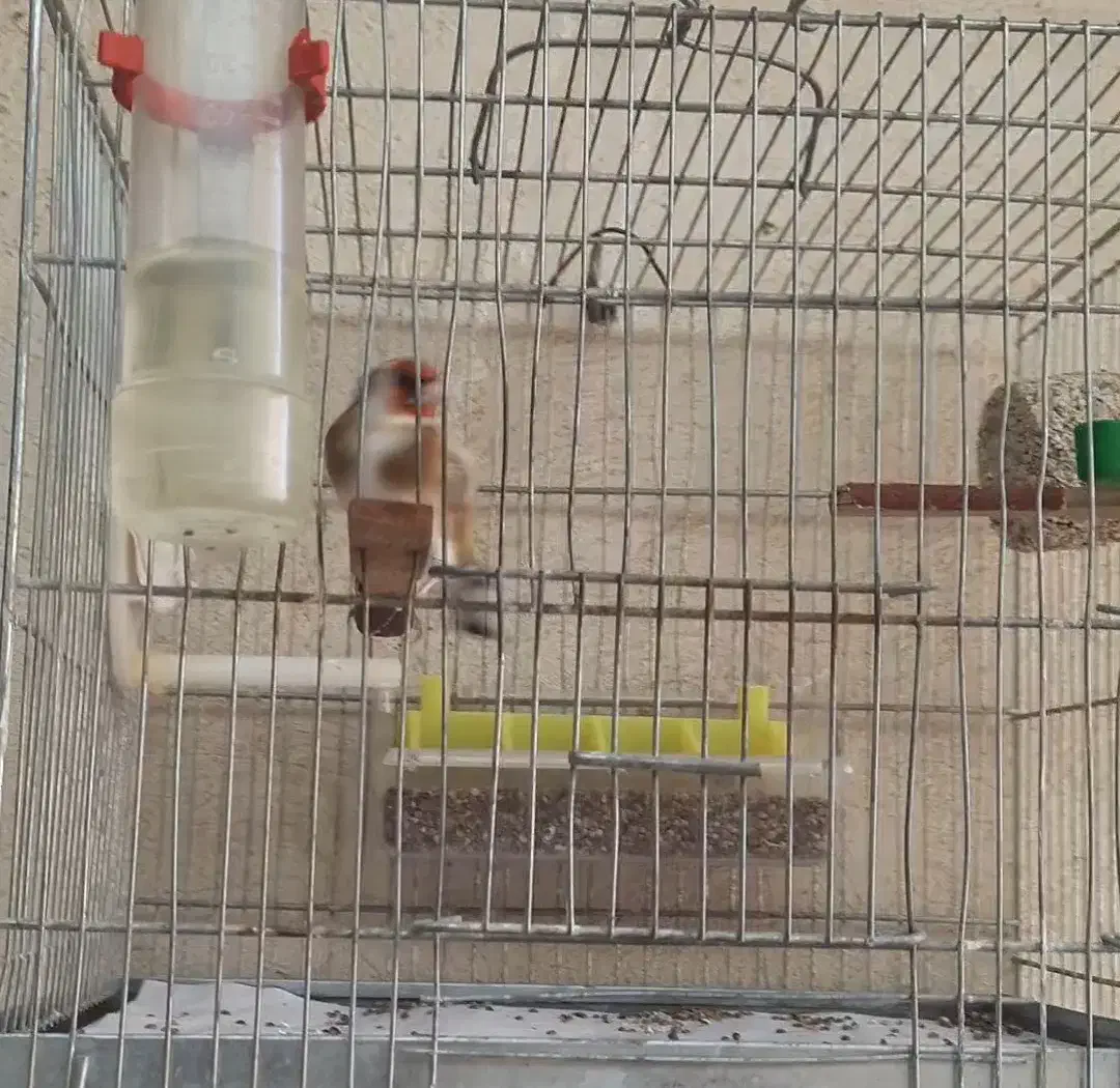 سهره چهارگل|پرنده|مسجد سلیمان, |دیوار