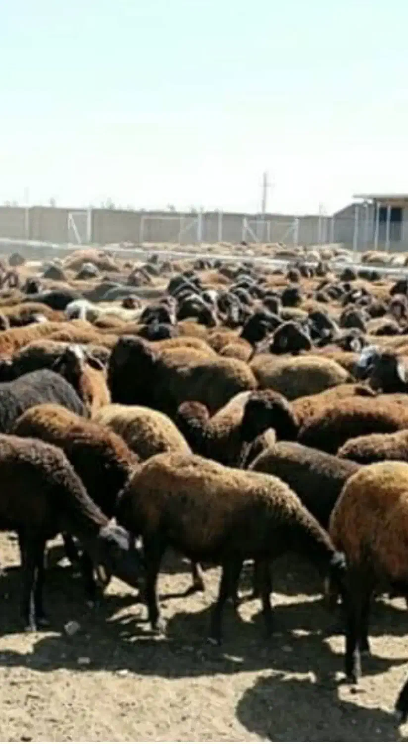 فروش 50 عدد میش غزل نقدی یا معاوضه با سواری|حیوانات مزرعه|شاهینشهر, فردوسی|دیوار