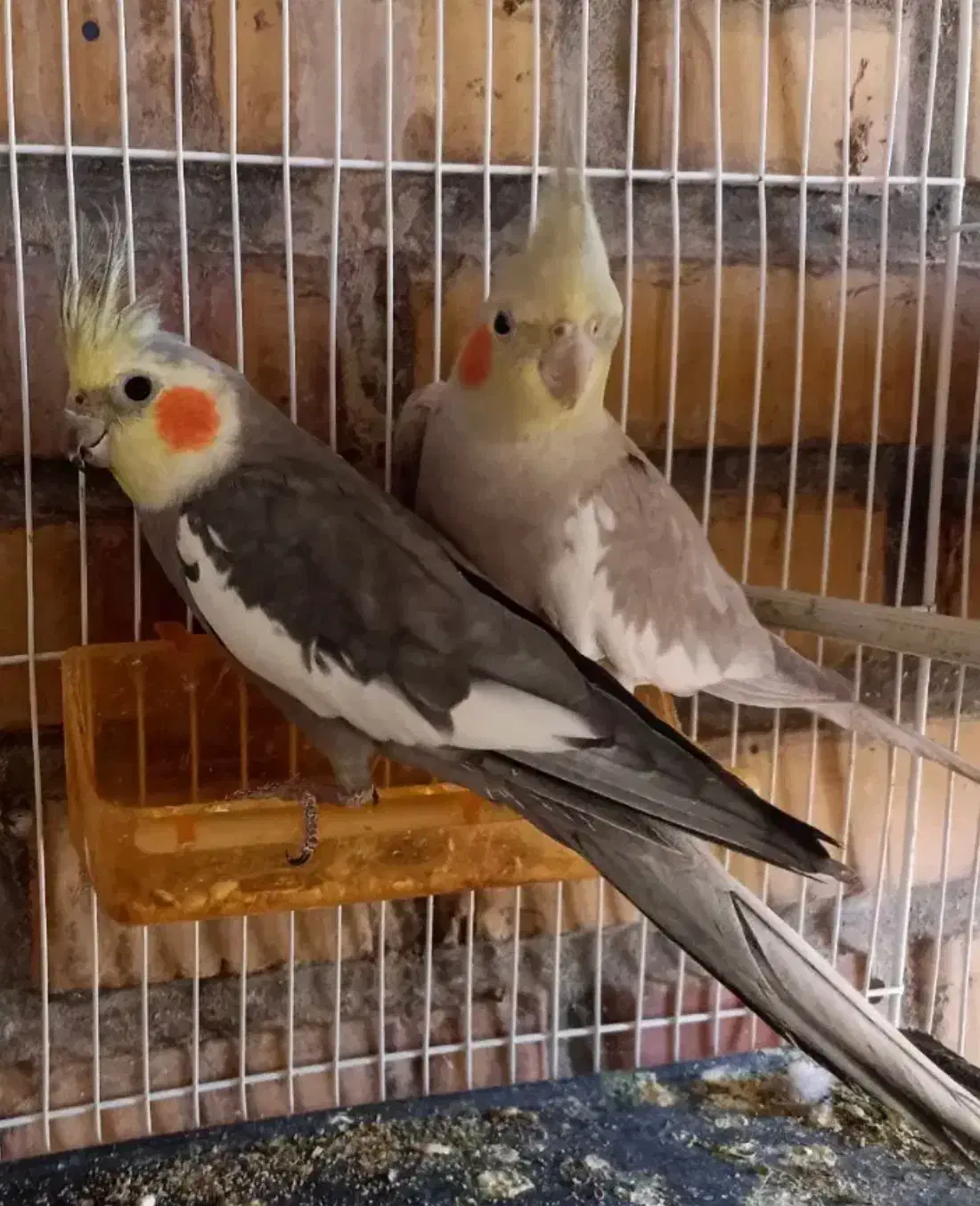 جفت عروس هلندی کار|پرنده|تربت جام, بیست متری منبع آب|دیوار