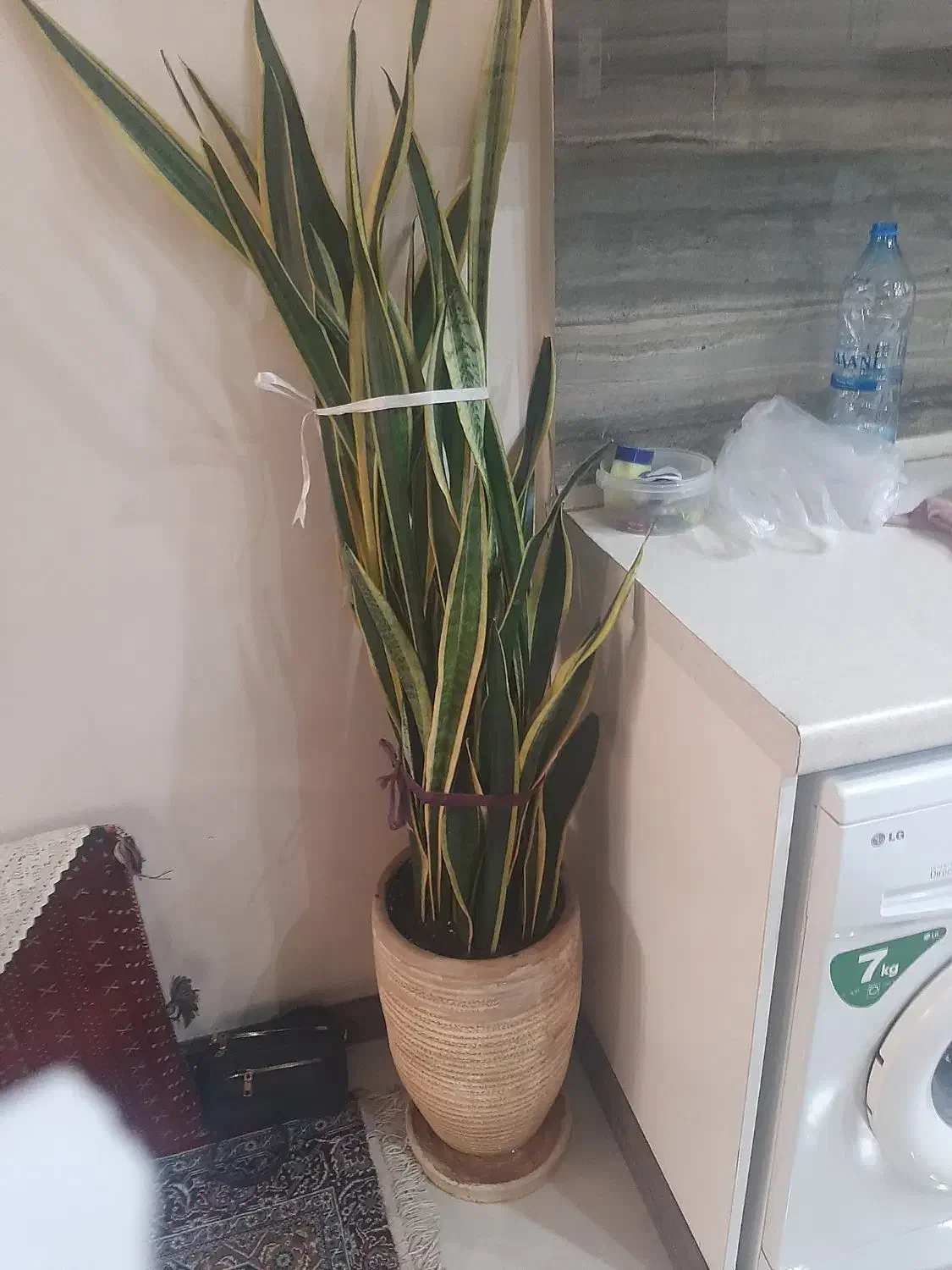 فروشی سانسوریا|گل و گیاه طبیعی|تهران, مجیدیه|دیوار