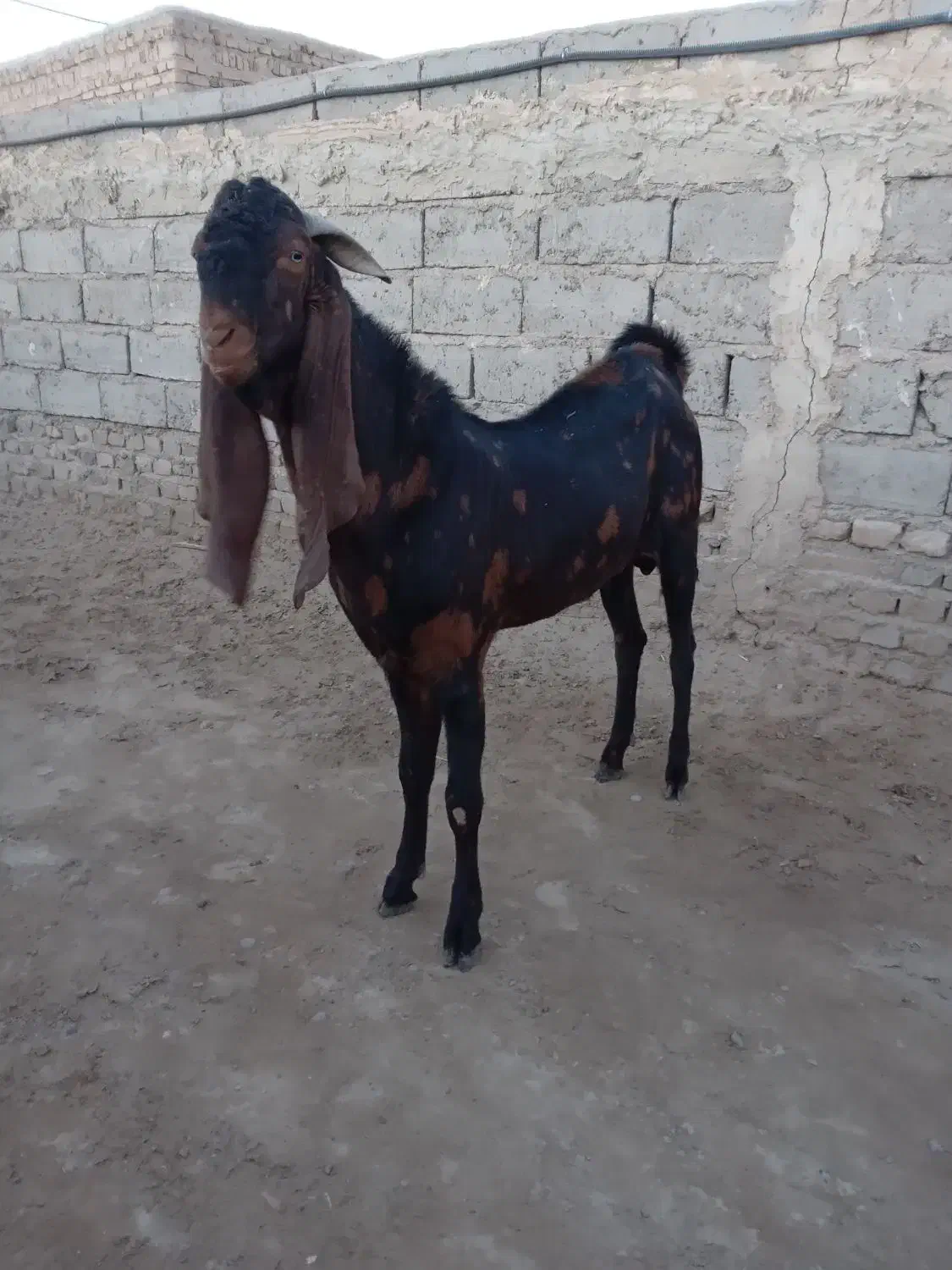 تک شاد مری اصل|حیوانات مزرعه|زهک, |دیوار