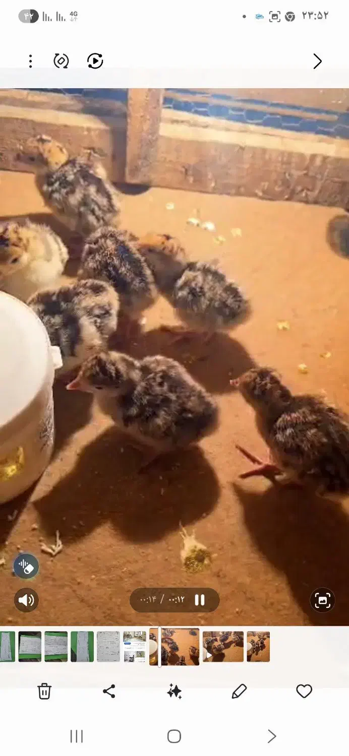 جوجه بوقلمو|حیوانات مزرعه|یزد, |دیوار