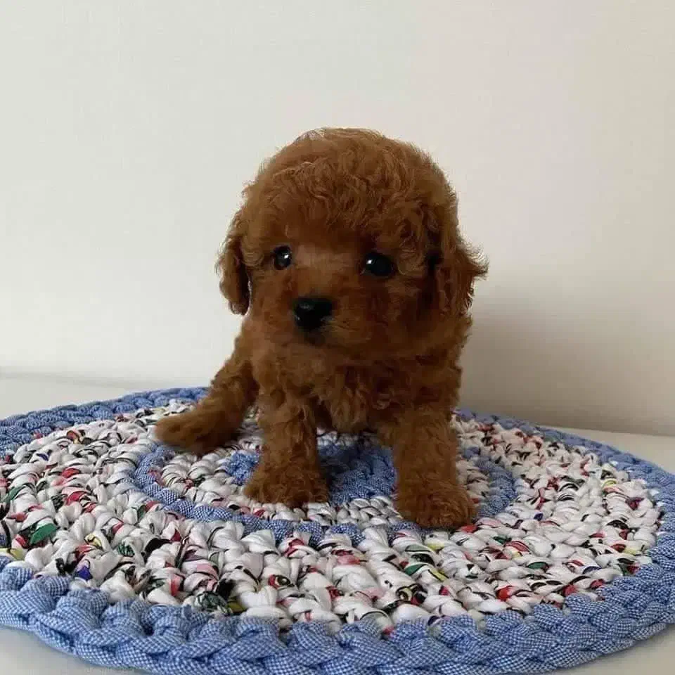 توله سگ تاینی پودل و توی پودل نسکافه ای و رد|سگ|قدس, شهرقدس|دیوار