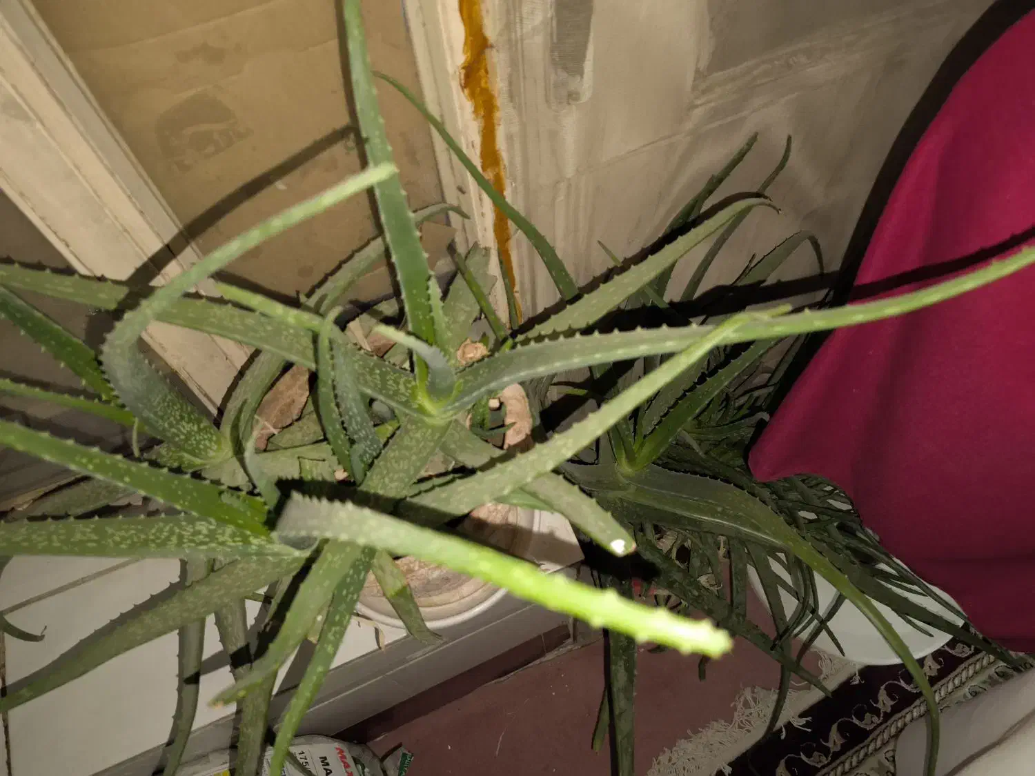 گل آلوورا بزرگ|گل و گیاه طبیعی|سیرجان, |دیوار