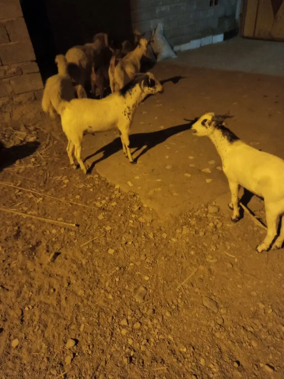 کهر نر|حیوانات مزرعه|فین, |دیوار