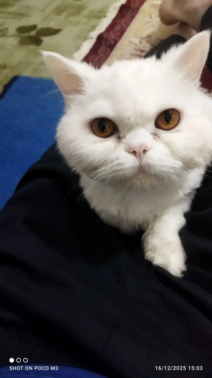 گربه پرشین|گربه|بیرجند, |دیوار