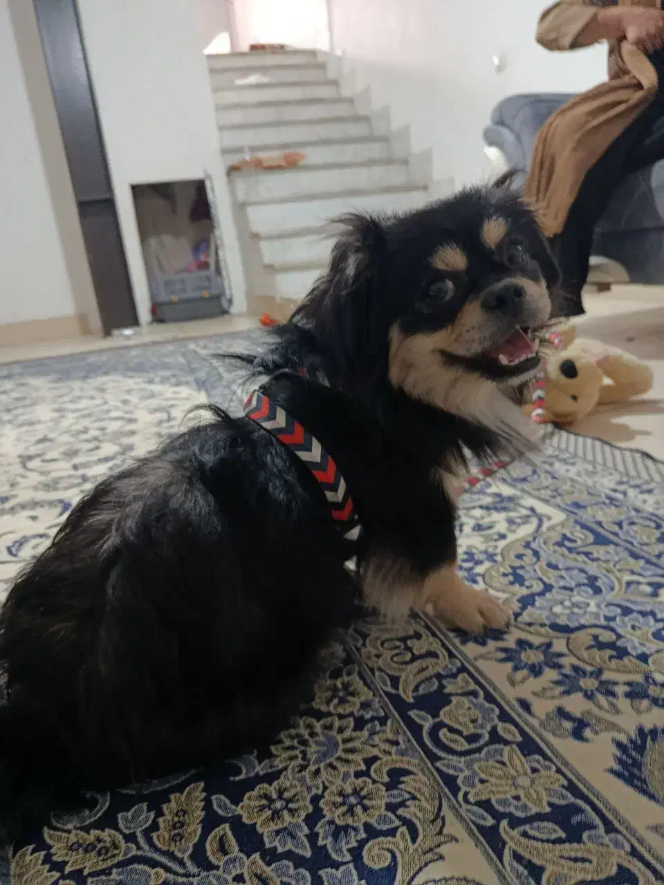 سگ پاکوتاه|سگ|گرگان, |دیوار