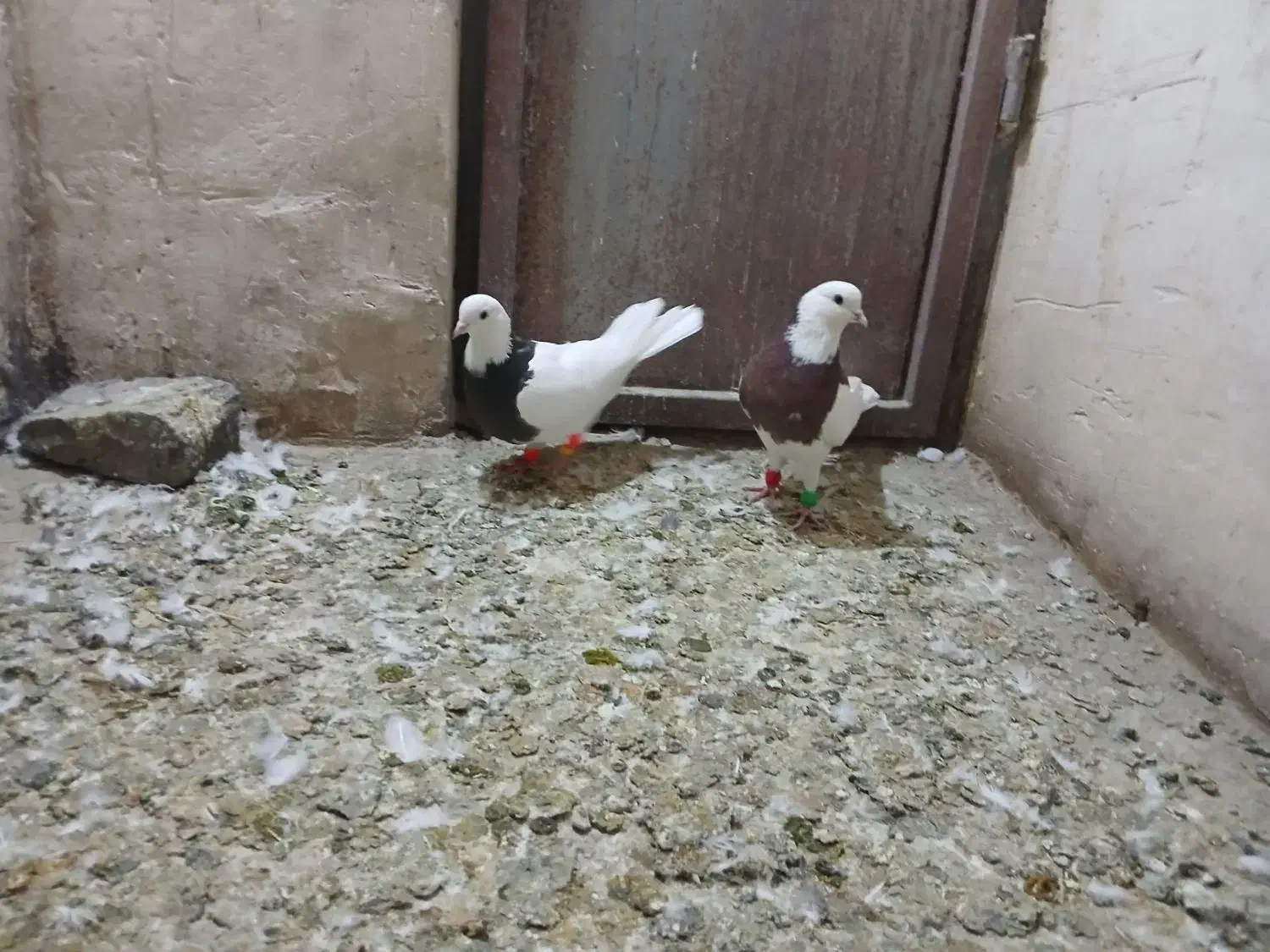 طوقی|پرنده|نظرآباد, نجم آباد|دیوار