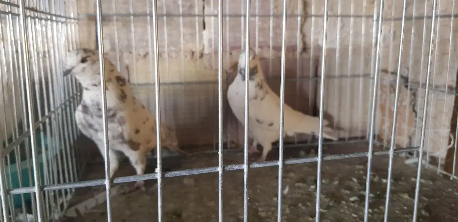 کبوتر پرشی|پرنده|سیرجان, |دیوار