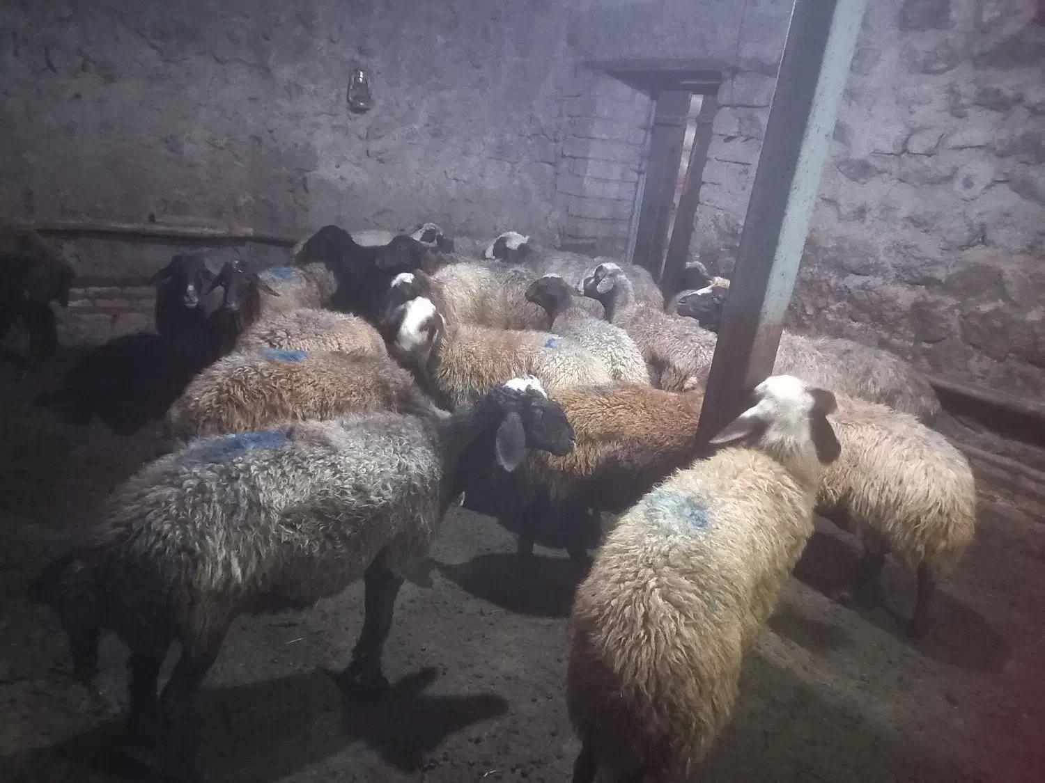 گوسفند دامازدخ|حیوانات مزرعه|ویلکیج, |دیوار