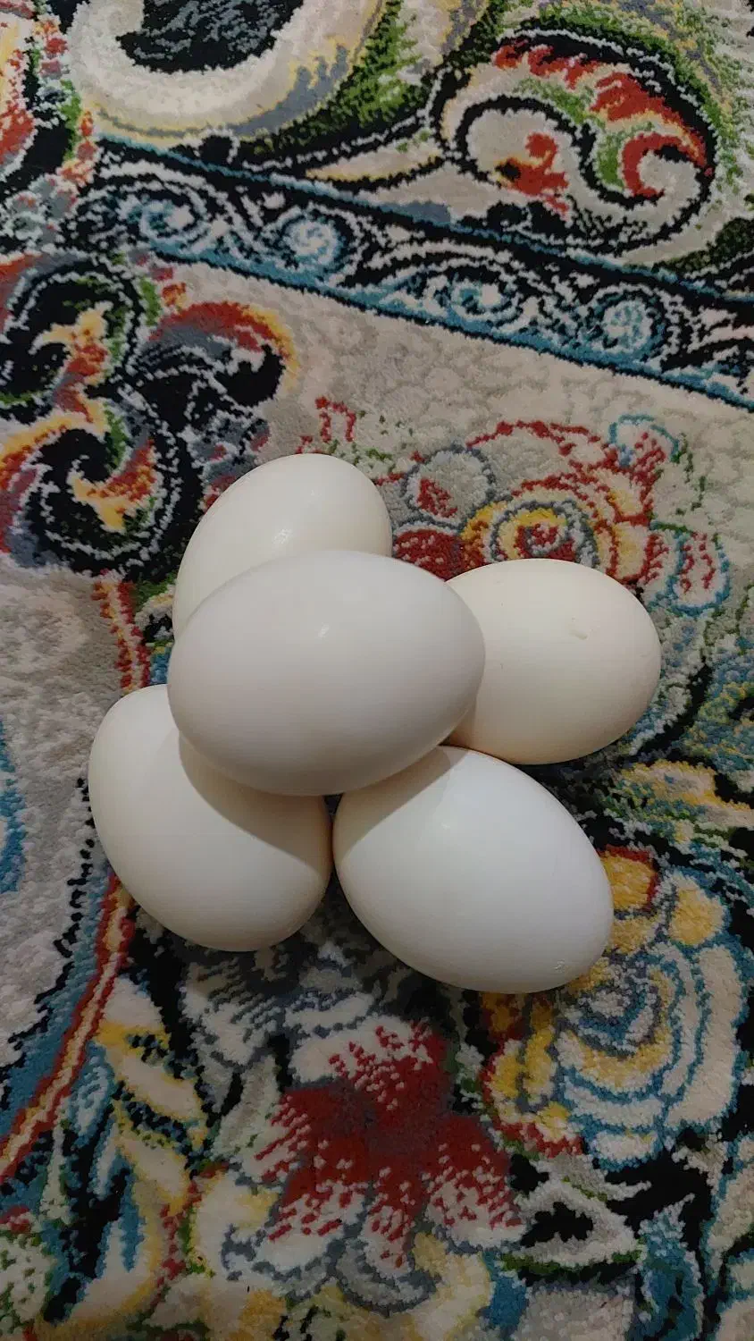 فروش تخم مرغ گلین|حیوانات مزرعه|بروجرد, |دیوار