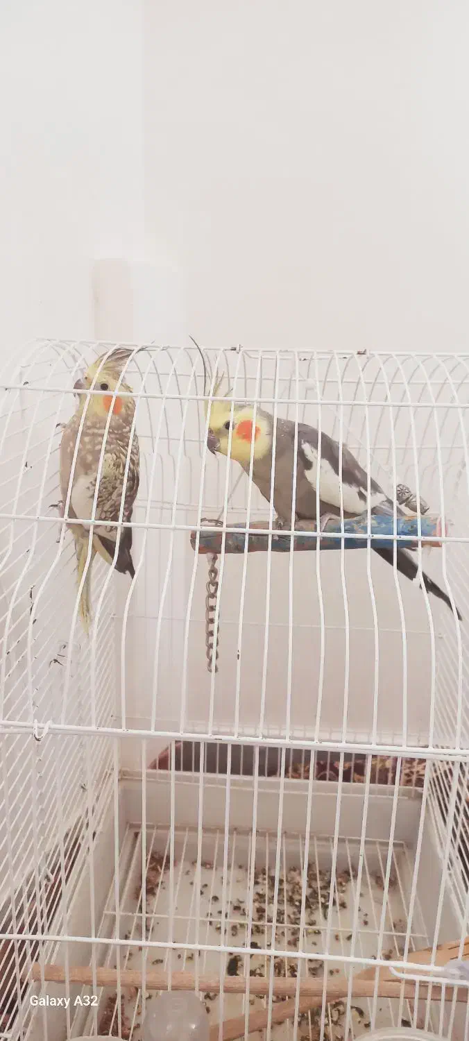 عروس هلندی|پرنده|مشگین شهر, |دیوار