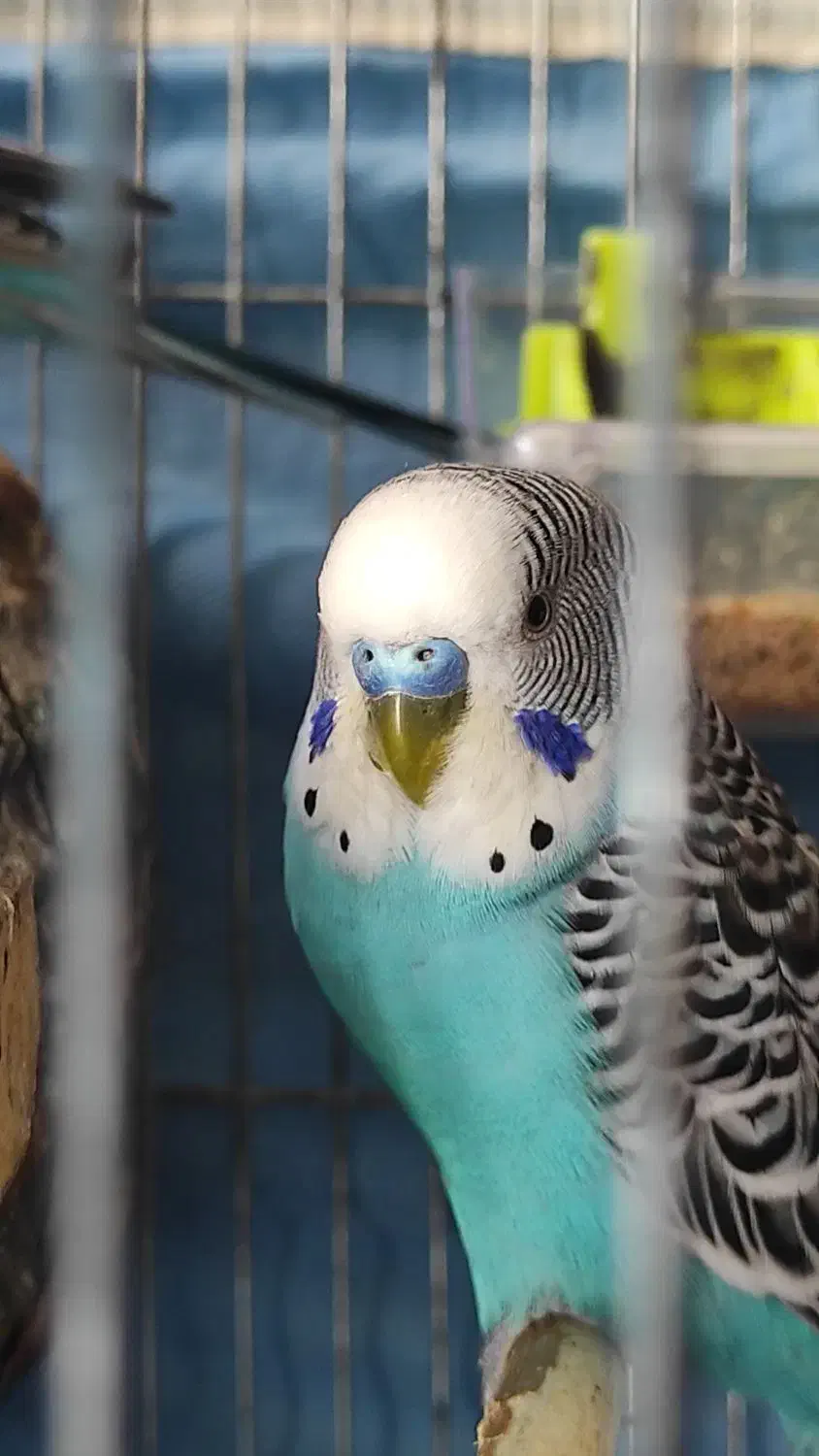 فروش تعدادی مرغ عشق|پرنده|شیراز, محراب|دیوار