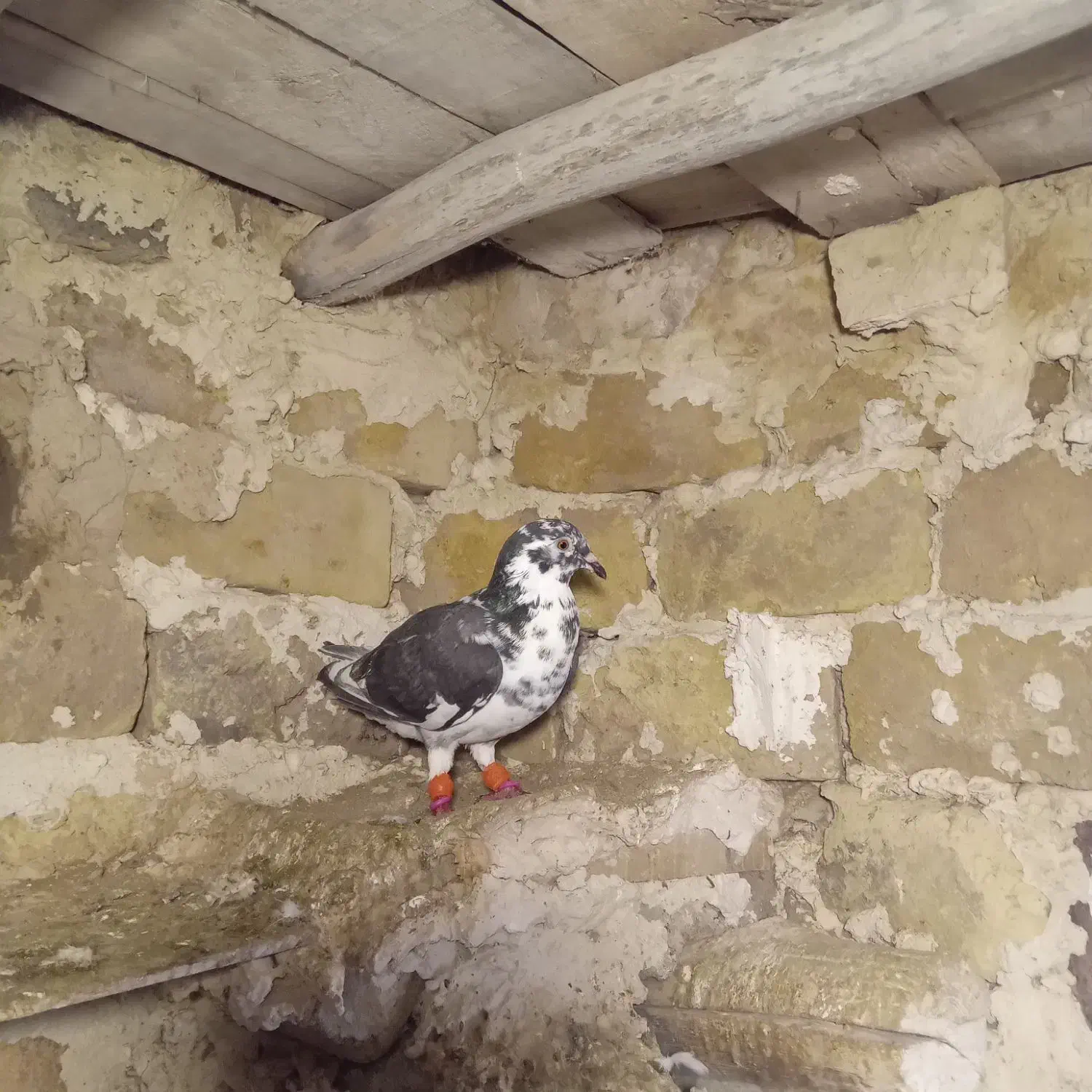 کفتر|پرنده|تربتحیدریه, حاجی یار|دیوار