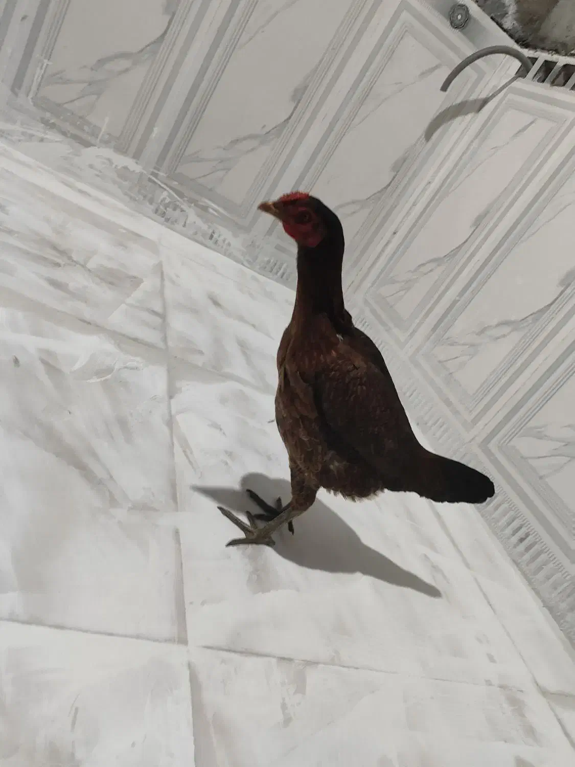 ماده مرغ|حیوانات مزرعه|رودان, |دیوار