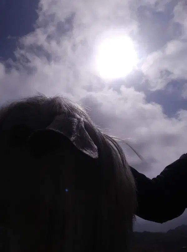 نریوقوچ.فروشی|حیوانات مزرعه|عنبرآباد, |دیوار