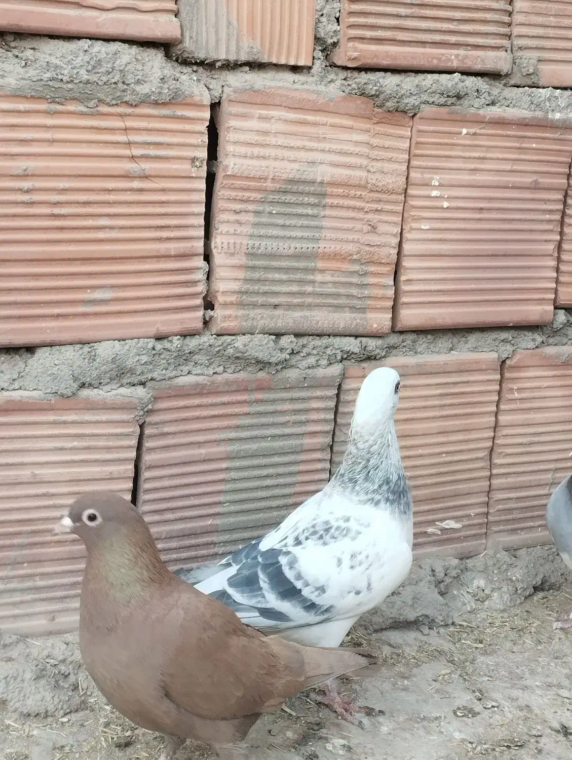 کفتر|پرنده|کرمان, |دیوار