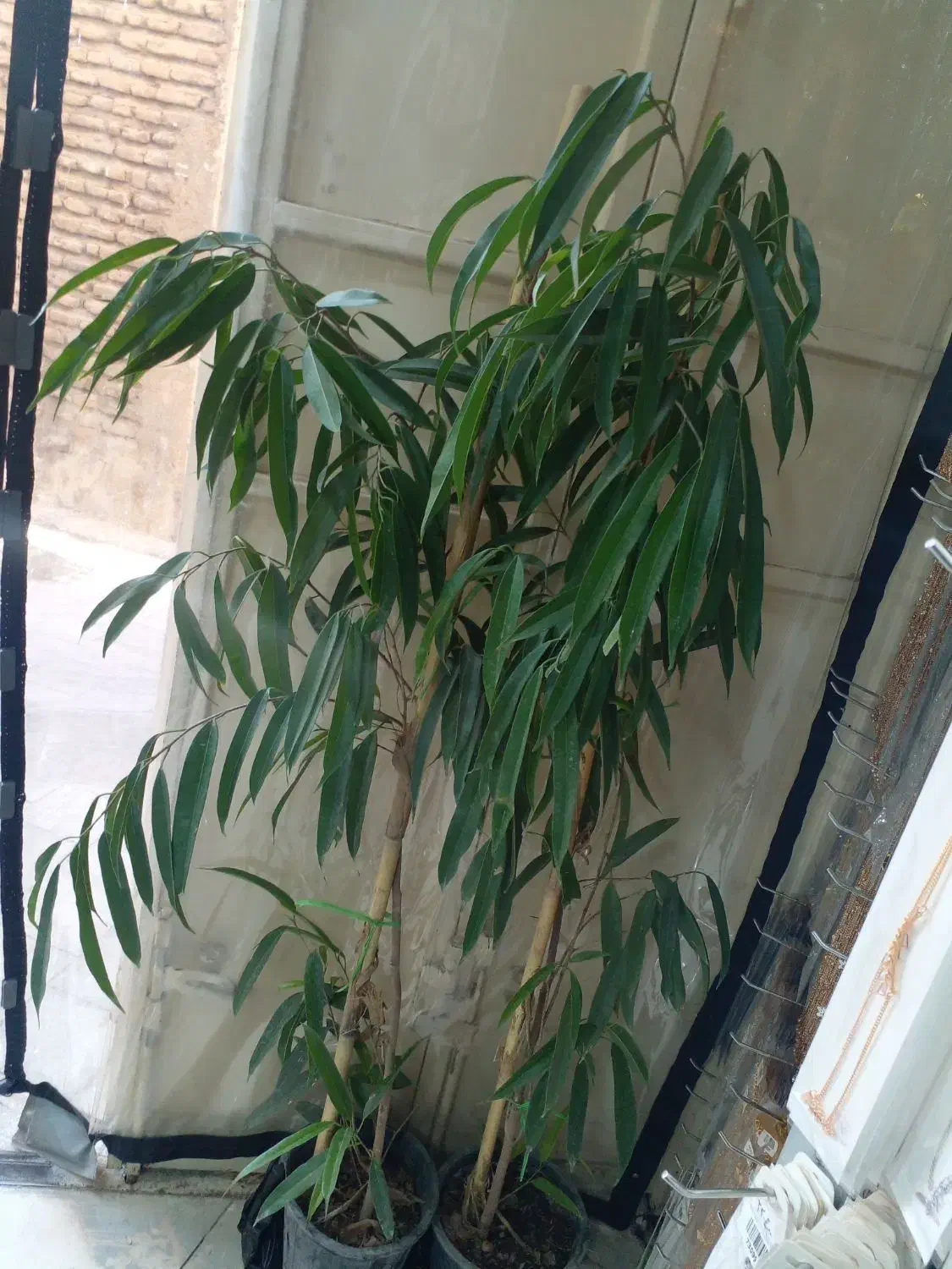 دو عدد گل امستل|گل و گیاه طبیعی|شیراز, شاهچراغ|دیوار