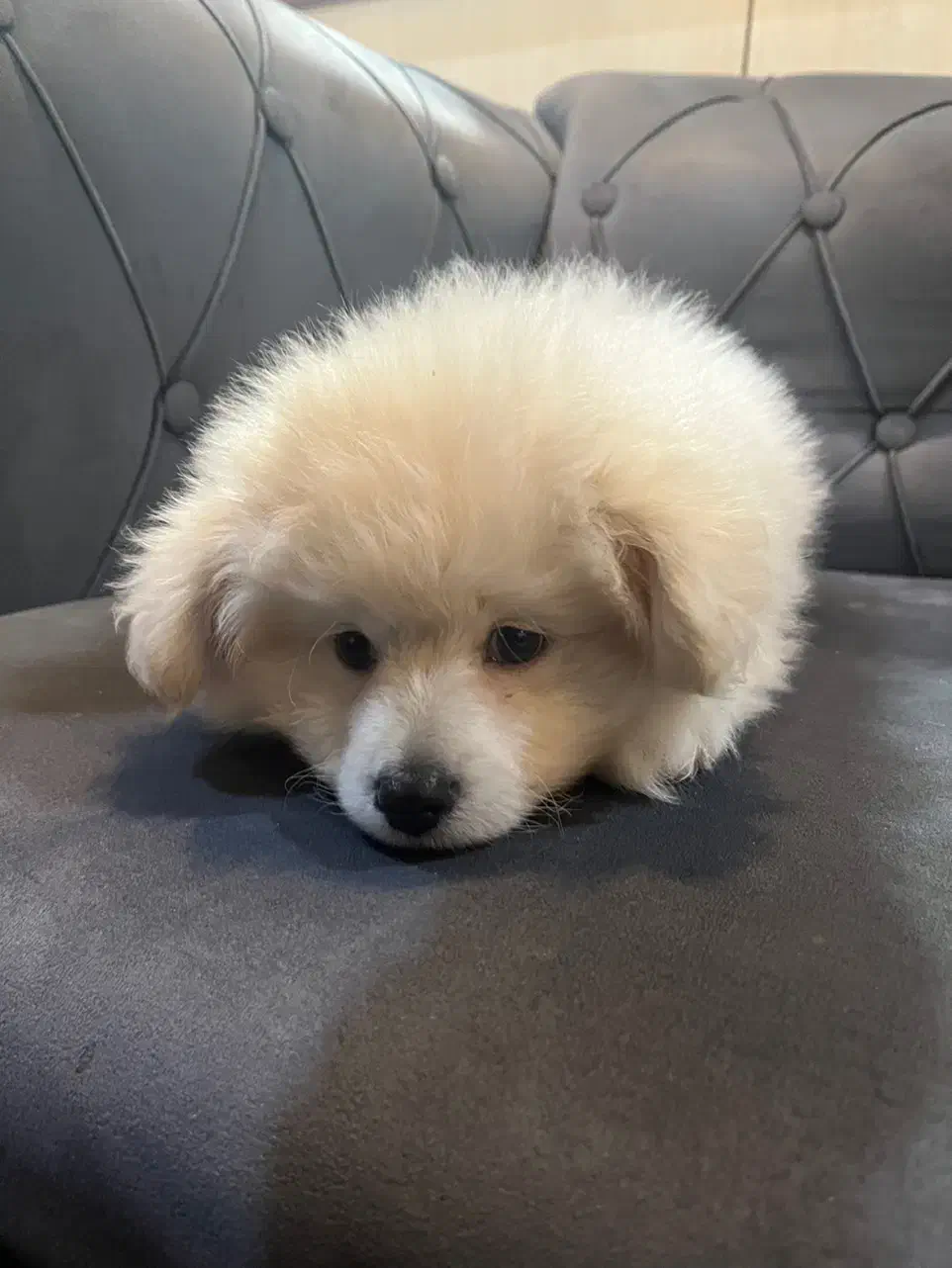 پامرین خرسی|سگ|ری, علایین|دیوار