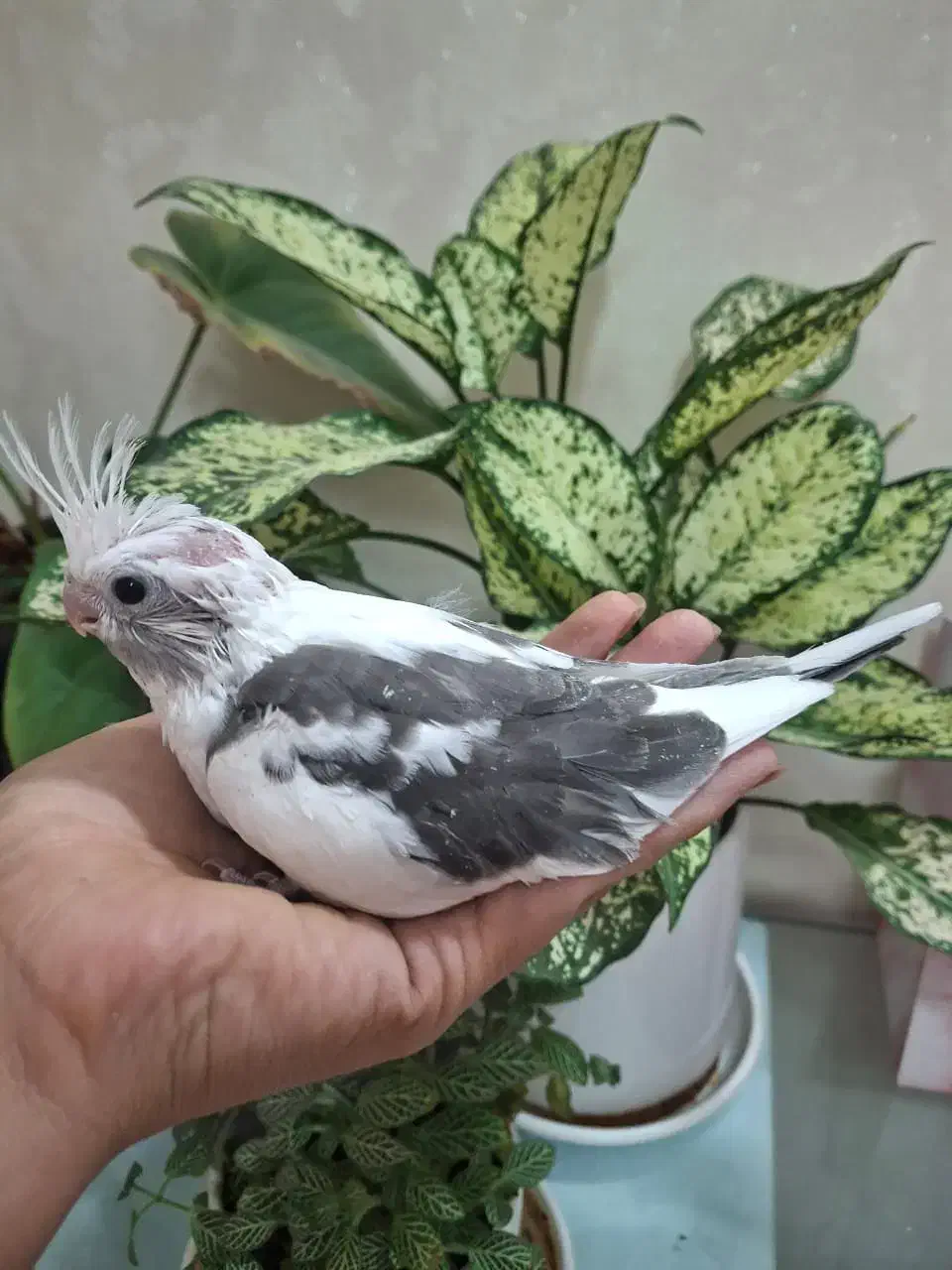 جوجه عروس هلندی|پرنده|اصفهان, قهجاورستان|دیوار