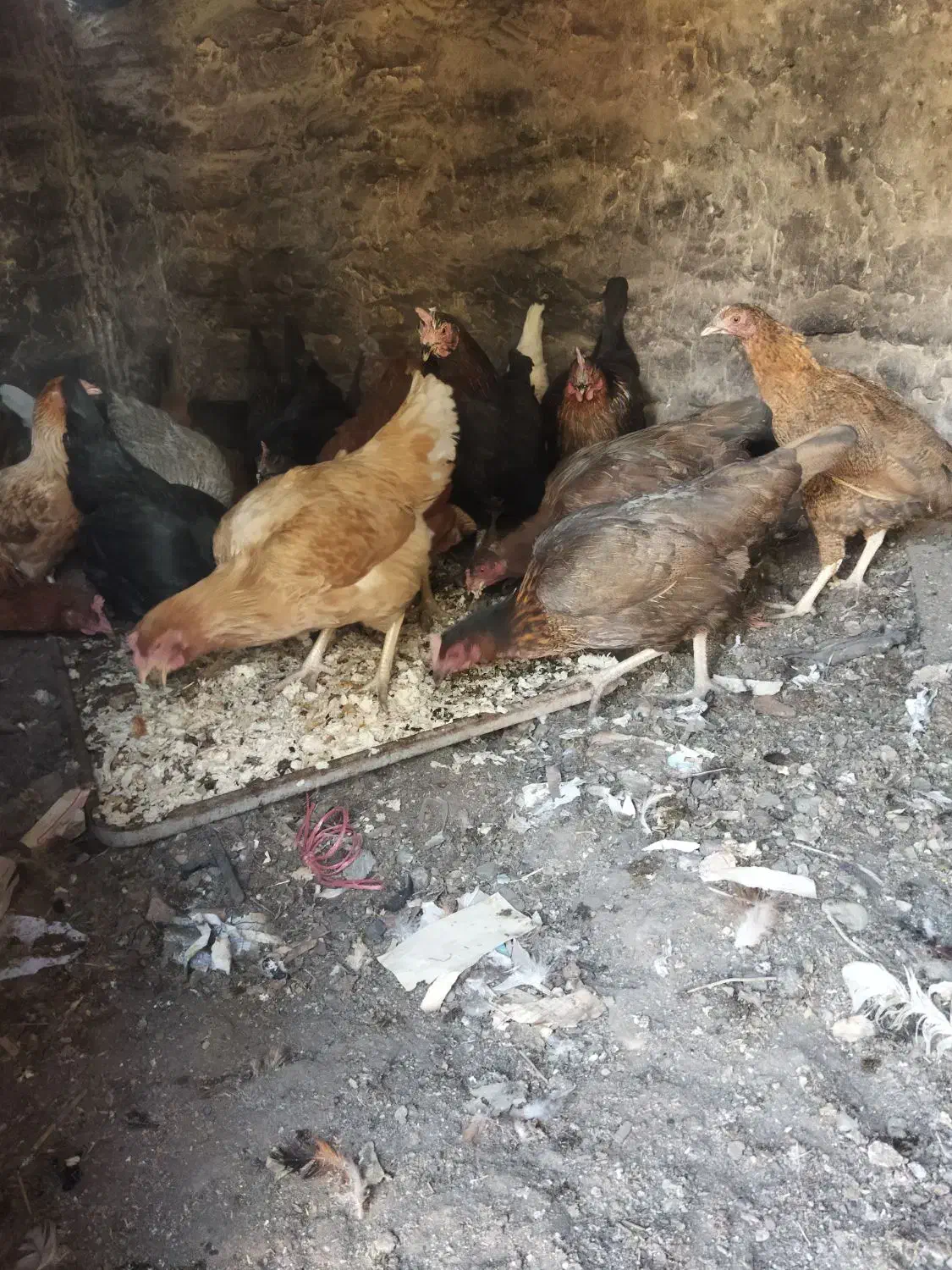 مرغ محلی ولاری|حیوانات مزرعه|اشتهارد, |دیوار