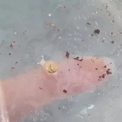 جوجه حلزون|خزنده|قدس, شهر‌قدس|دیوار