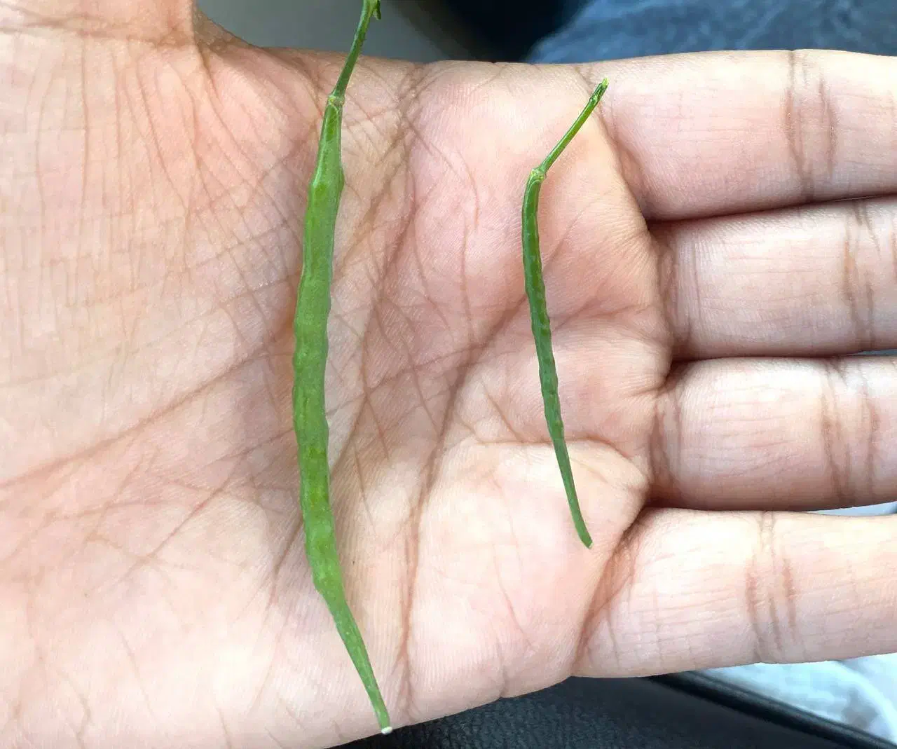 کود مایع هیومیک برند سبوسیب بمب بذرمال|خدمات باغبانی و درختکاری|دهگلان, |دیوار