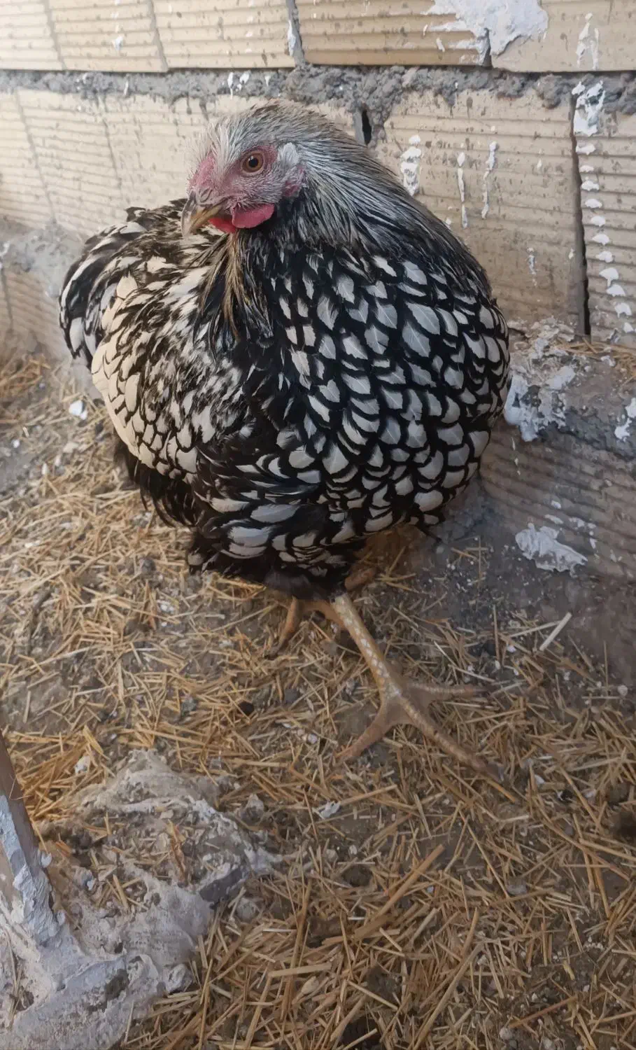 ویاندوت سیلور|حیوانات مزرعه|مشکین‌دشت, |دیوار