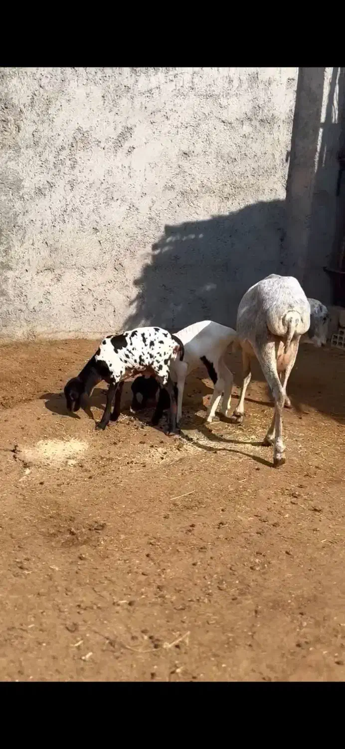 عربی|حیوانات مزرعه|سمنان, |دیوار