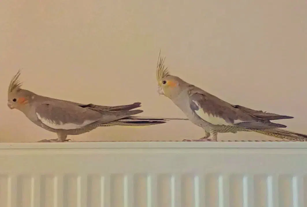 عروس هلندی جفت|پرنده|فولادشهر, C2|دیوار