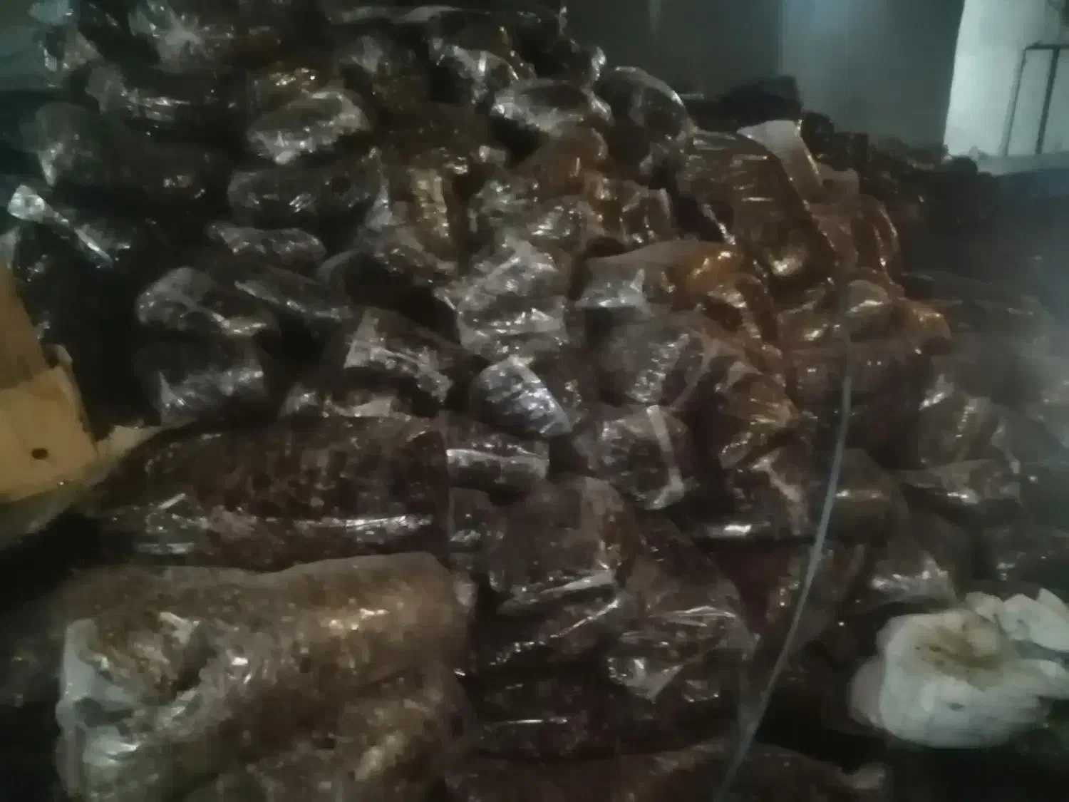 ضایعات خرما از بهترین نخلستان های استان بوشهر|خدمات باغبانی و درختکاری|بوشهر, |دیوار