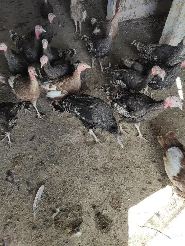 فروش بوقلمو|حیوانات مزرعه|بهارستان, |دیوار