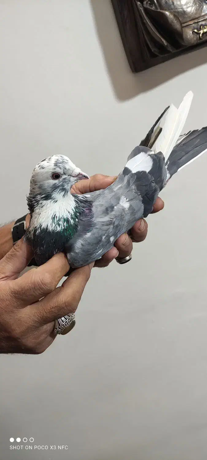 کفتر آس|پرنده|گلستان (تهران), |دیوار